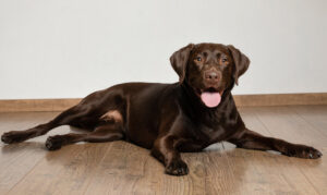 Hundefotografie im Fotostudio